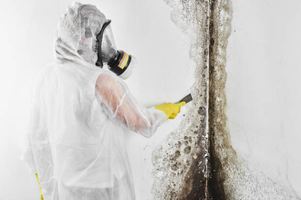 Best Toxic Mold Removal  in Onalaska, WI