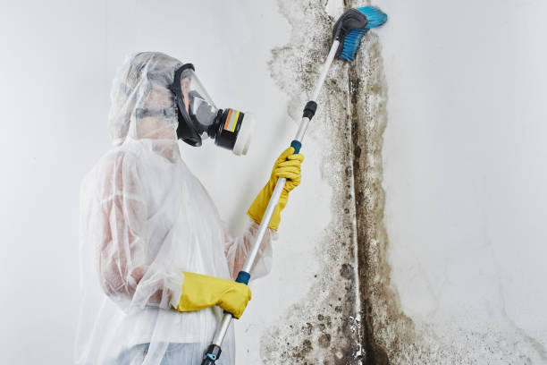 Best Mold Testing and Removal  in Onalaska, WI