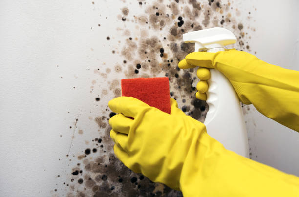 Best Mold Damage Repair  in Onalaska, WI