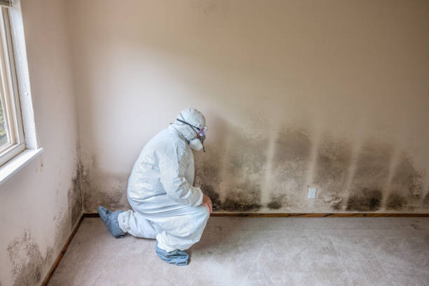 Professional Mold Removal in Onalaska, WI